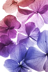 Foto op Plexiglas Macro kleurrijke bloemen close-up
