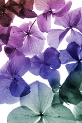 Foto op Plexiglas Macro kleurrijke bloemen close-up