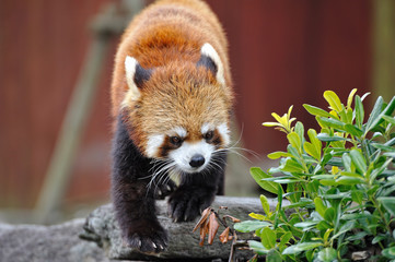 レッサーパンダ