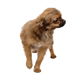 portrait of a cute purebred puppy chihuahua in front of white ba