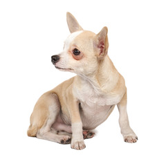 portrait of a cute purebred puppy chihuahua in front of white ba