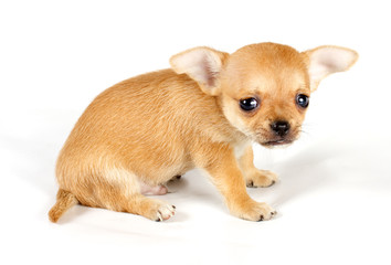 cute small chihuahua puppy sitting on white looking at camera is