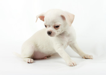 cute small chihuahua puppy sitting on white looking at camera is