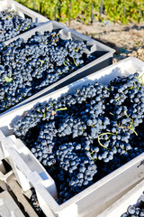 wine harvest, Douro Valley, Portugal