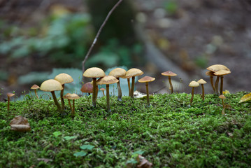 small mushrooms - 35153760