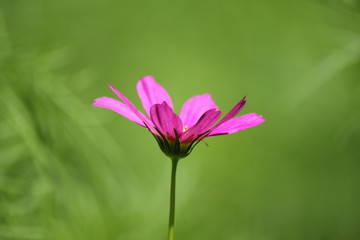 ピンクのコスモス