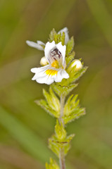 Obraz premium Augenstrost, Euphrasia officinalis