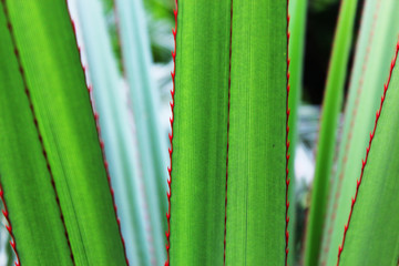 close up of yucca leaf