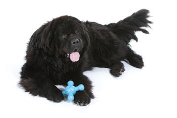 terre neuve allongé avec son jouet entre les pattes