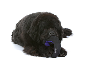 terre neuve mordillant son jouet pour chien