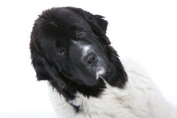 portrait de Terre neuve au regard triste