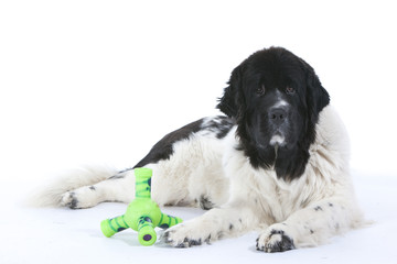 Terre Neuve avec ses jouets