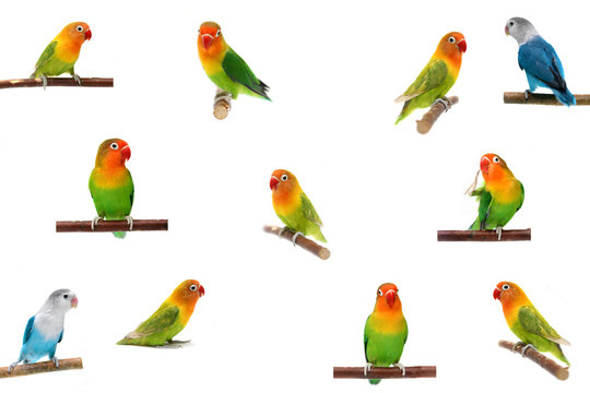 Set Lovebirds isolated on white Agapornis fischeri