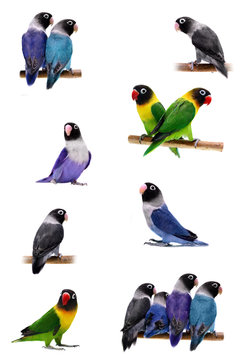 Set Lovebirds isolated on white Agapornis Masked