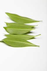 Fototapeta premium green leaves