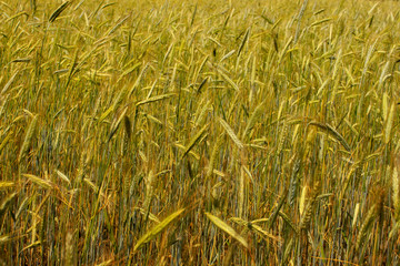 Feld