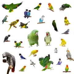 Zelfklevend behang Papegaai Set papegaaien en parkieten geïsoleerd op wit