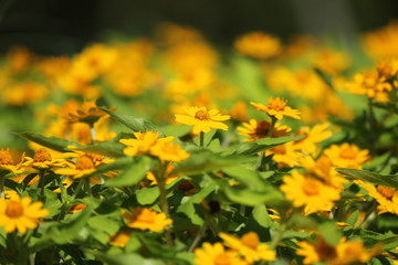 黄色いデイジー畑