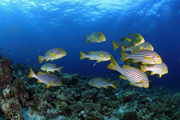 Süsslippen, Sweetlips