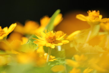 黄色いデイジー畑