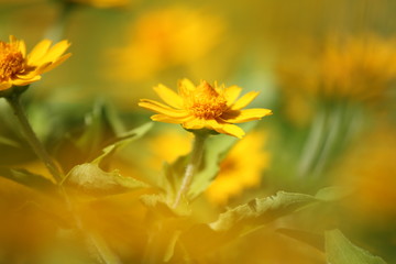 黄色いデイジー畑