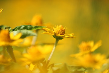 黄色いデイジー畑