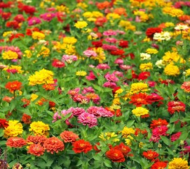 Brightly Colored Marigold Flowers