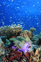 Naklejka na ściany i meble Korallenriff, Coral Reef