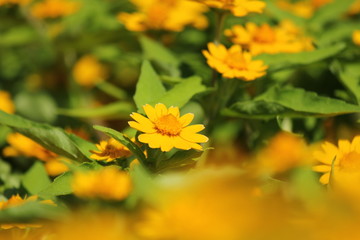 黄色いデイジー畑