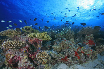 Naklejka na ściany i meble Korallenriff, Coral Reef