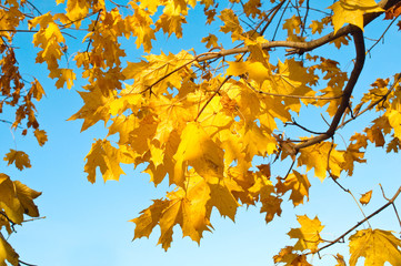 There was a golden autumn