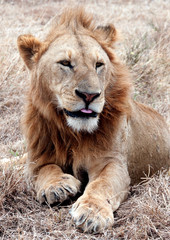 Lion in africa