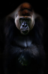 Portrait of gorilla - obrazy, fototapety, plakaty