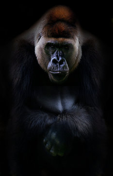 Portrait of gorilla