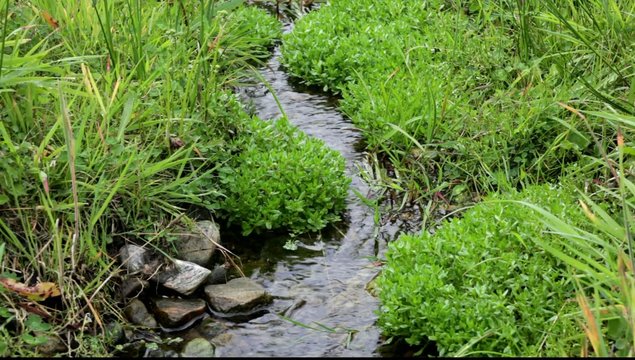 A small stream flowing through some lush vegetation.