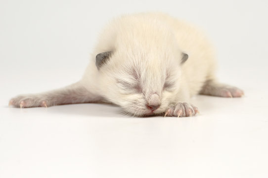 blind newborn baby kitten