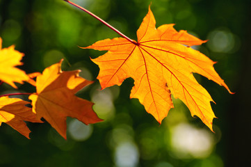 Autumn is coming