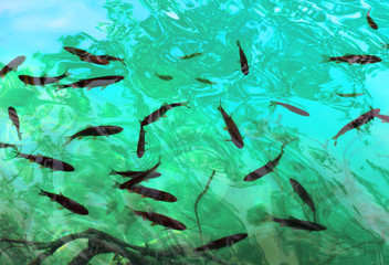 Fish in clear water