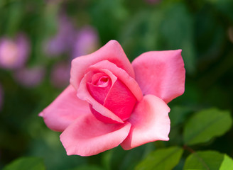 pink rose growing