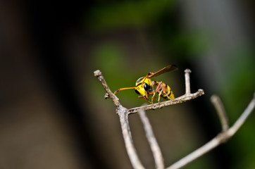 yellow wasp in green nature