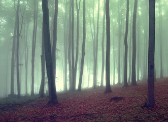  mist in een prachtig bos © andreiuc88