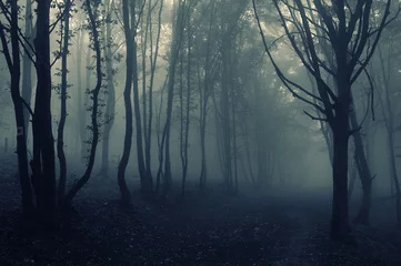 Zelfklevend Fotobehang forest landscape with fog © andreiuc88