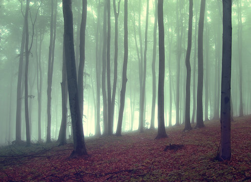 Fototapeta mgła w pięknym lesie