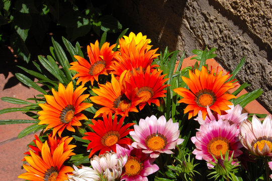 Fiori gerbere