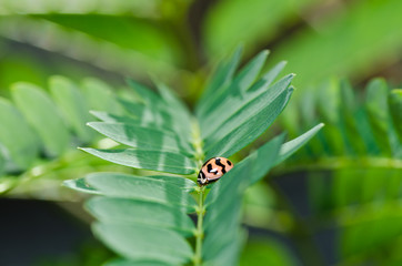 fly in green nature