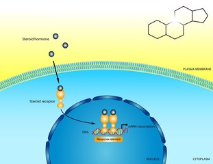 Steroid receptors