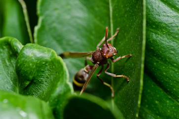 wasp in green nature or in garden