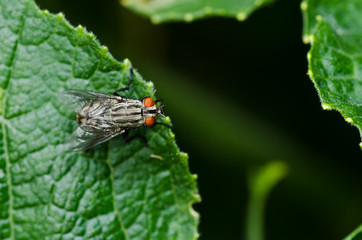 fly in green nature