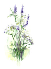 Watercolor -Vicia-