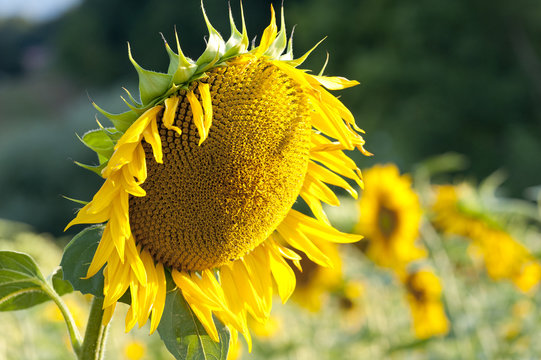 Girasole